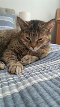 CAT - FAITH - Photo 3