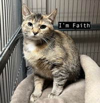 CAT - FAITH - Photo 5