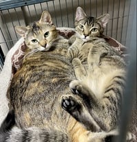 CAT - FAITH - Photo 6