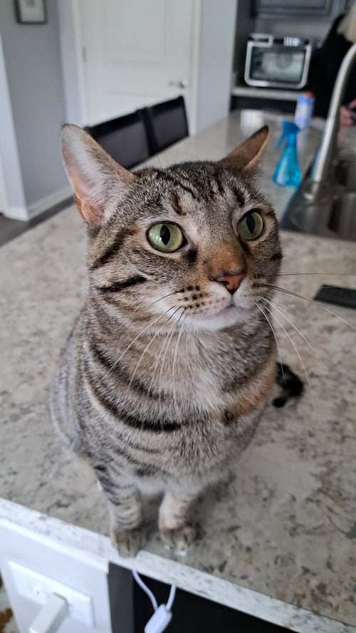 CAT - TILLY - Domestic Short Hair / Tabby available for adoption
