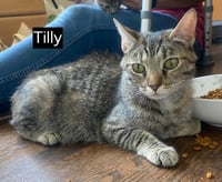 CAT - TILLY - Photo 5