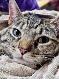 CAT - TILLY - Photo 3