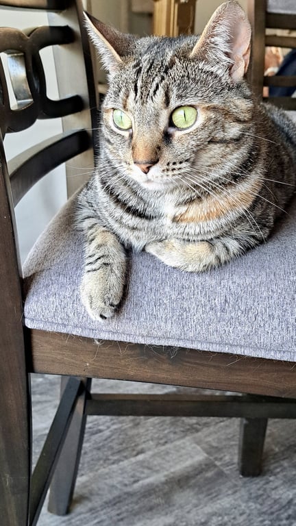 CAT - TILLY Image