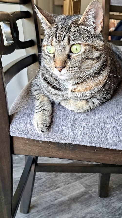 CAT - TILLY - Domestic Short Hair / Tabby available for adoption