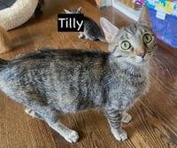 CAT - TILLY - Photo 4