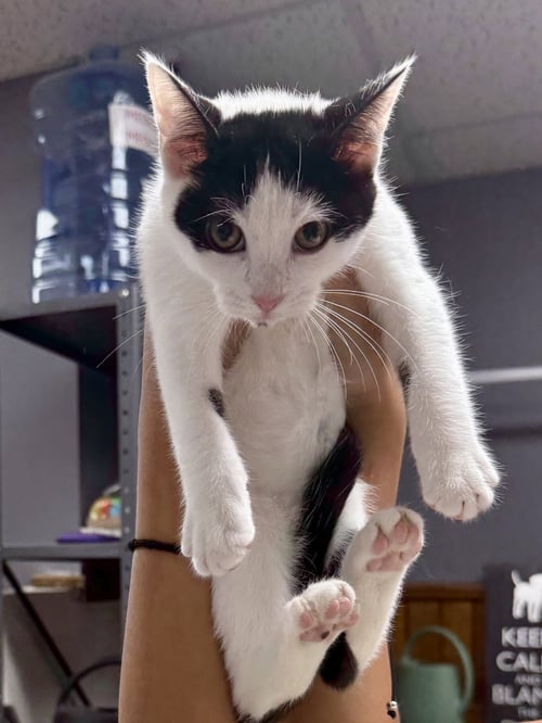 CAT - OLIVIA - Domestic Short Hair available for adoption