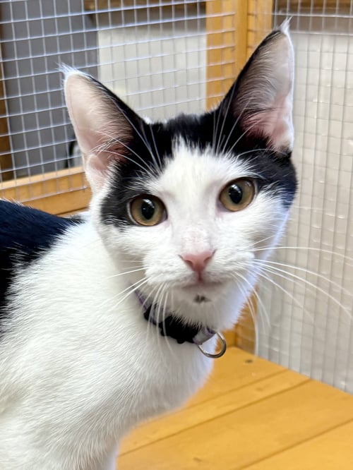 CAT - OLIVIA - Domestic Short Hair available for adoption