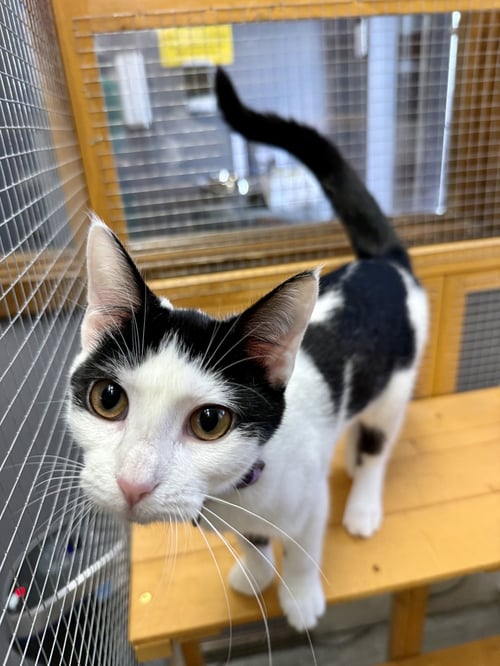CAT - OLIVIA - Domestic Short Hair available for adoption