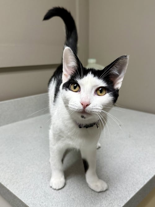 CAT - OLIVIA - Domestic Short Hair available for adoption