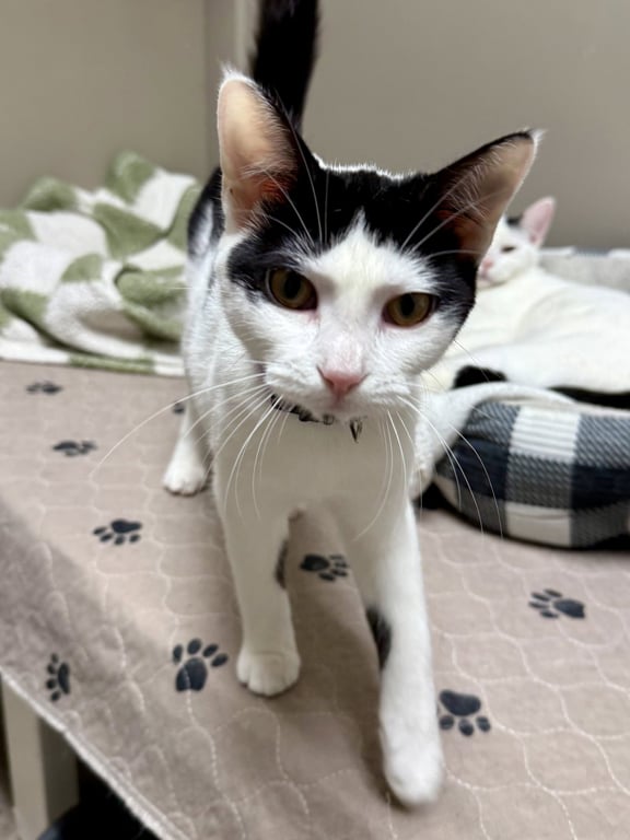 CAT - Olivia Image