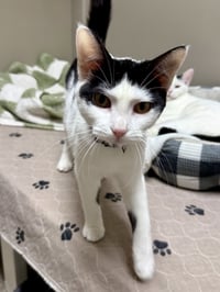 CAT - Olivia - Photo 1