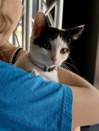 CAT - Olivia - Photo 4