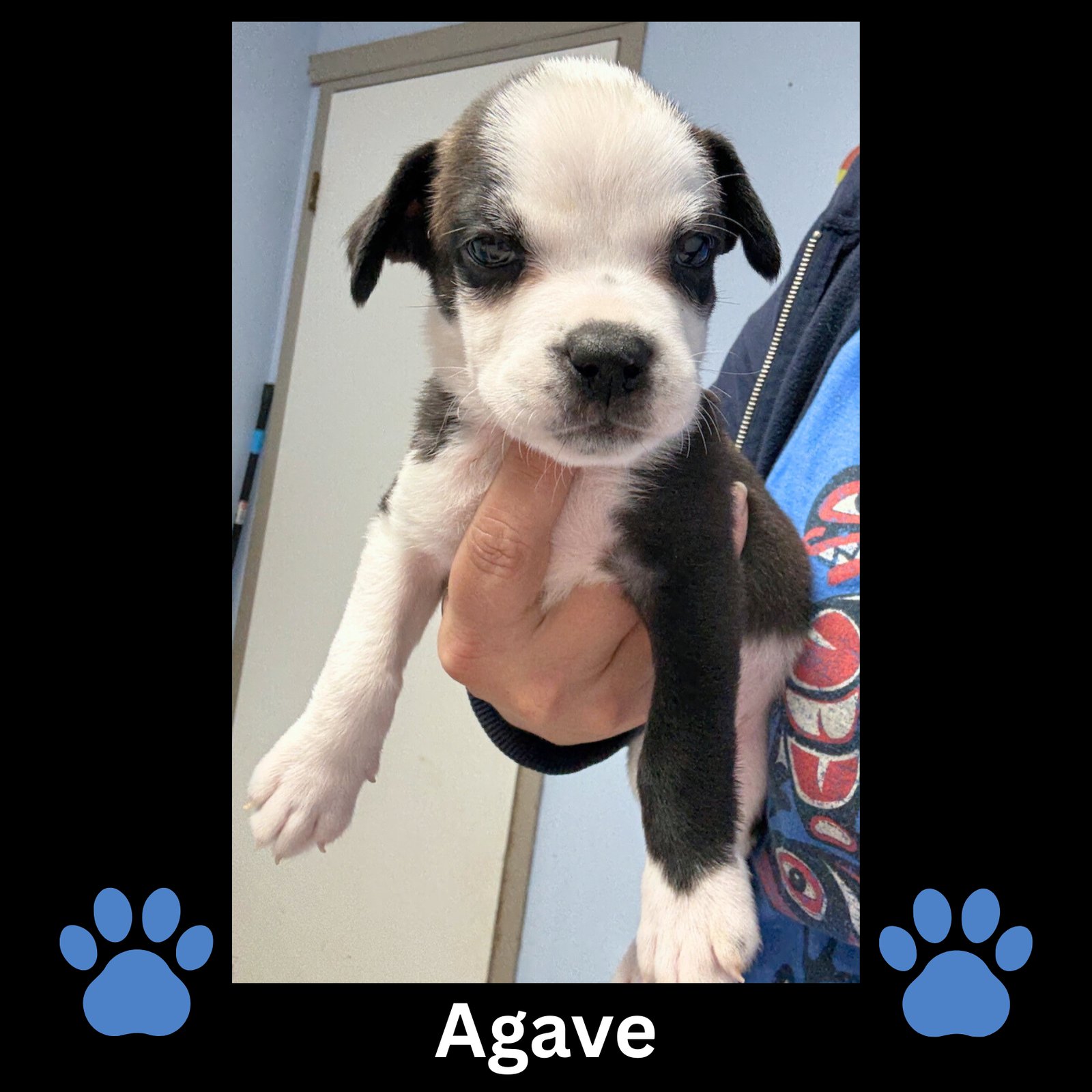 AGAVE - Boston Terrier / American Pit Bull Terrier available for adoption