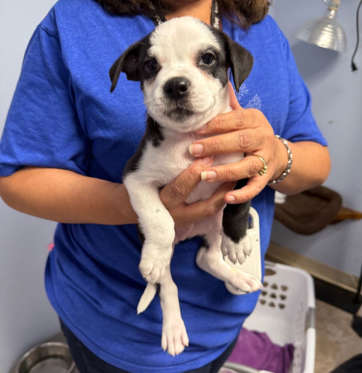 AGAVE - Boston Terrier / American Pit Bull Terrier available for adoption