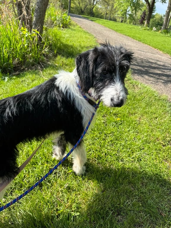 Tilly Image
