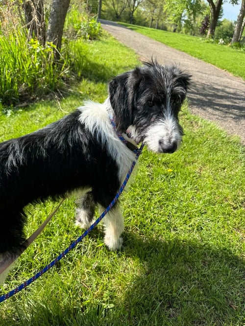 TILLY - Poodle (Standard) available for adoption