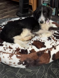 Tilly - Photo 3
