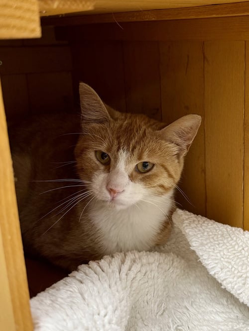 CAT - HONEY - Domestic Short Hair / Tabby available for adoption