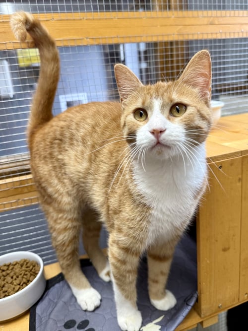 CAT - HONEY - Domestic Short Hair / Tabby available for adoption