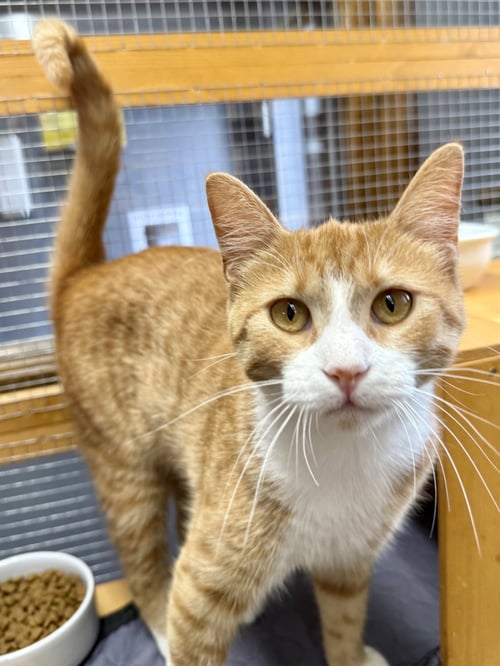 CAT - HONEY - Domestic Short Hair / Tabby available for adoption