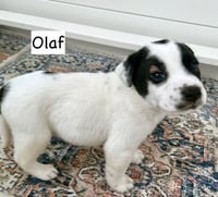 Olaf - Photo 1