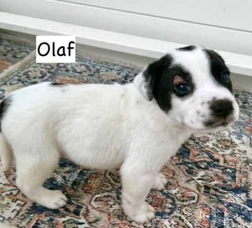 OLAF - Pit Bull Terrier / Labrador Retriever available for adoption