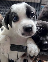 Olaf - Photo 2