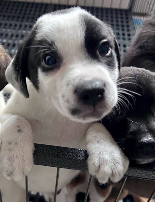 OLAF - Pit Bull Terrier / Labrador Retriever available for adoption