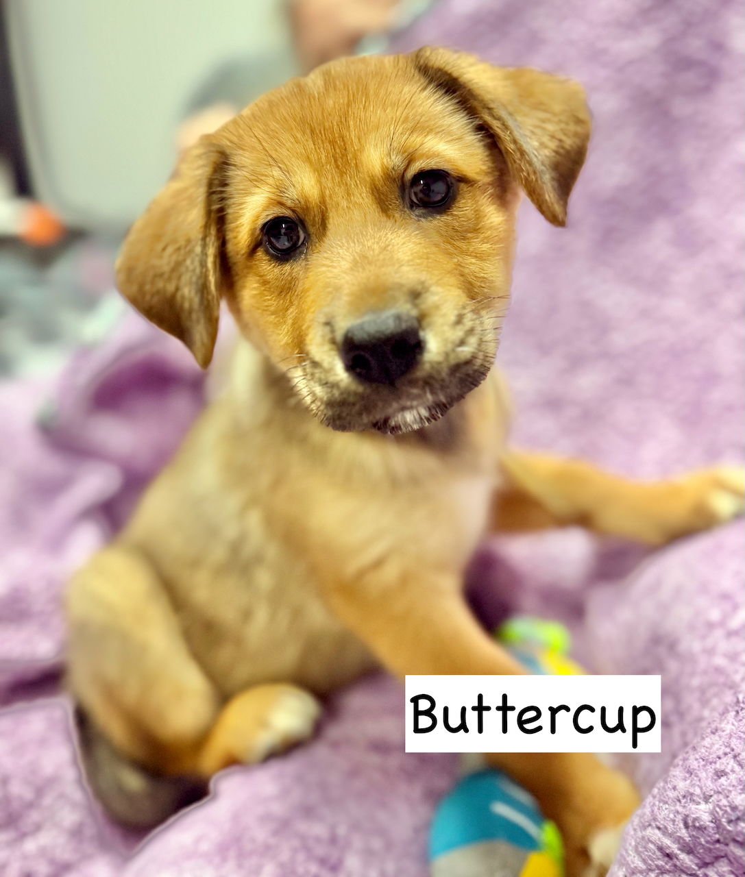 BUTTERCUP - German Shepherd Dog / Husky available for adoption