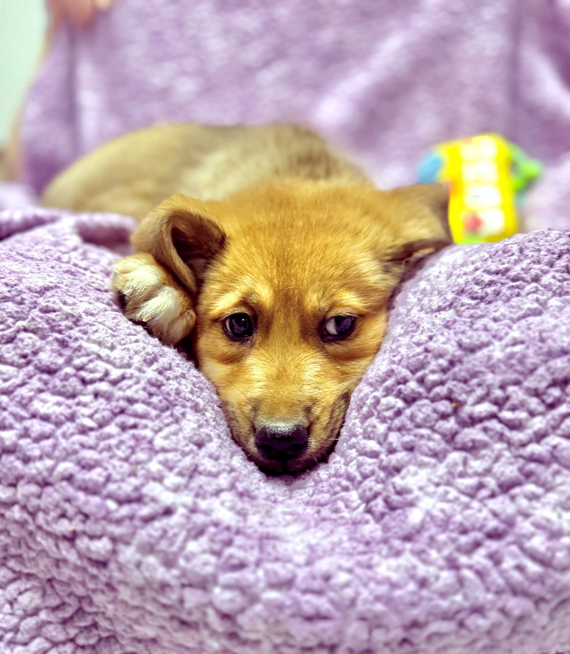 BUTTERCUP - German Shepherd Dog / Husky available for adoption