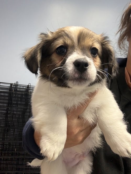 IGGY - Corgi / Terrier available for adoption