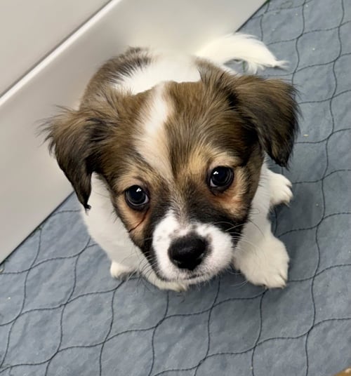 IGGY - Corgi / Terrier available for adoption