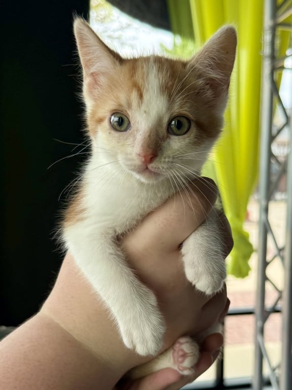 CAT - Lenny Image