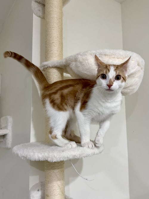 CAT - LENNY - Domestic Short Hair available for adoption