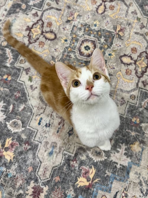 CAT - LENNY - Domestic Short Hair available for adoption