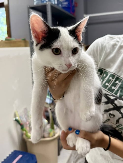 CAT - OREO - Domestic Short Hair available for adoption