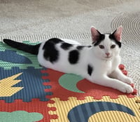 CAT - Oreo - Photo 4