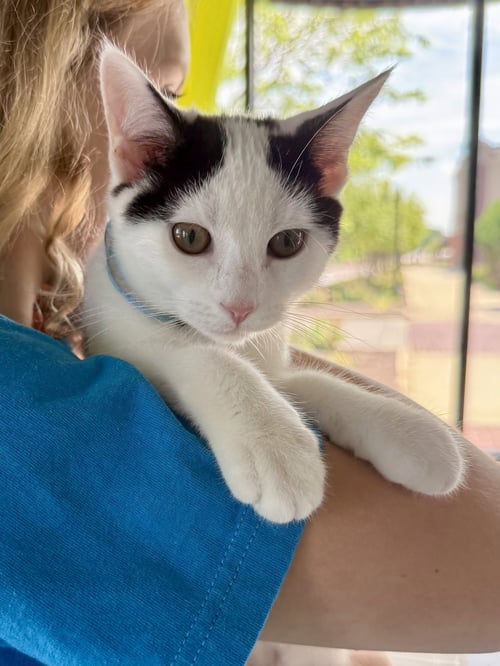 CAT - OREO - Domestic Short Hair available for adoption