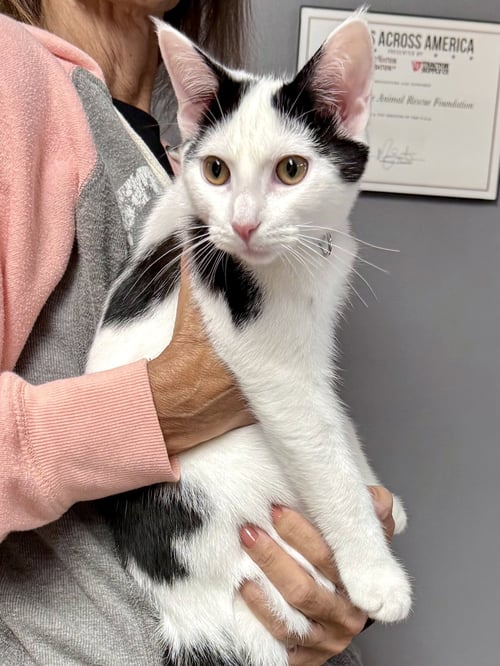 CAT - OREO - Domestic Short Hair available for adoption