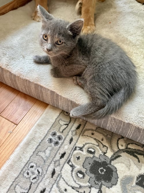 CAT - S’MORES - Domestic Short Hair available for adoption