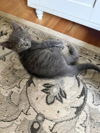CAT - S’mores - Photo 3