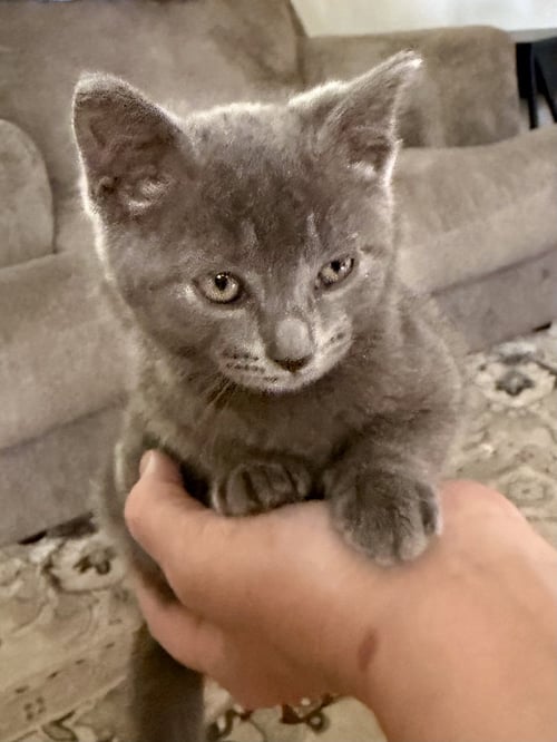 CAT - S’MORES - Domestic Short Hair available for adoption
