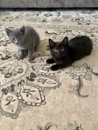CAT - S’mores - Photo 4