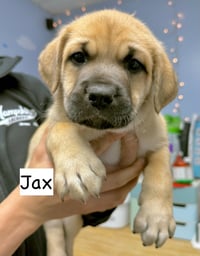 JAX - Photo 1