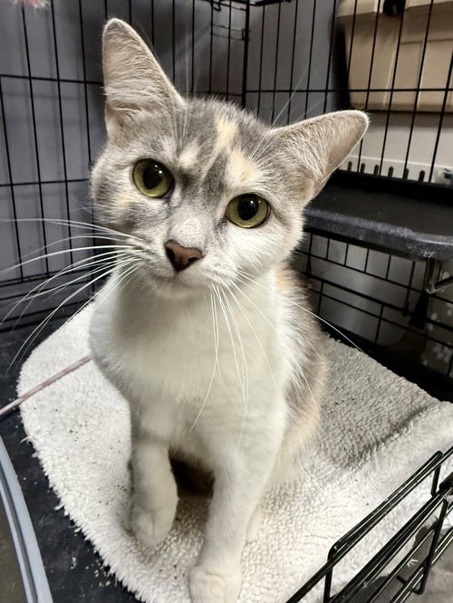 CAT - GIDGET - Domestic Short Hair / Dilute Calico for adoption in Elgin