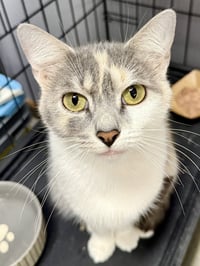 CAT - Gidget - Photo 2