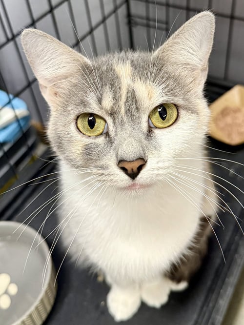 CAT - GIDGET - Domestic Short Hair / Dilute Calico available for adoption