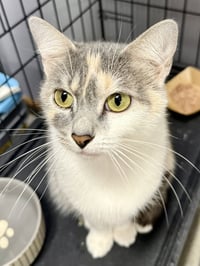 CAT - Gidget - Photo 3