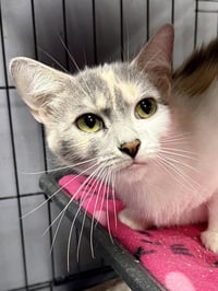 CAT - Gidget - Photo 4