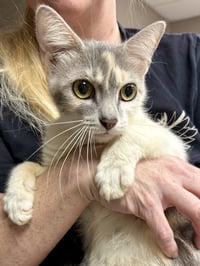 CAT - Gidget - Photo 5